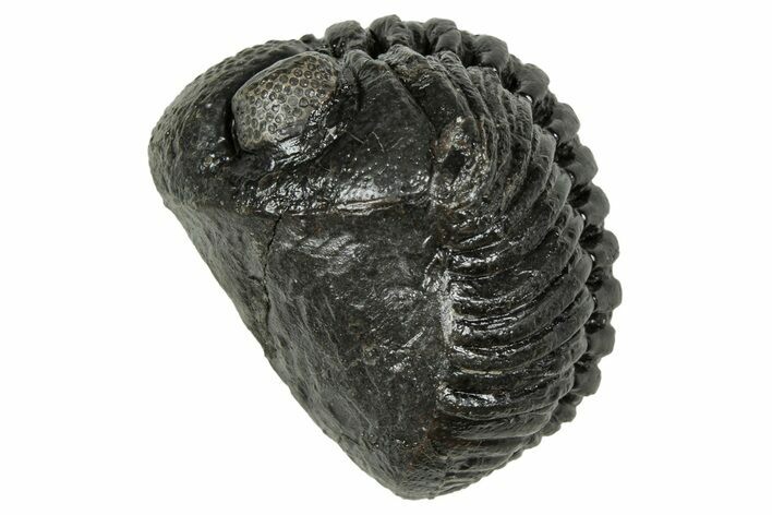 Wide, Curled Pedinopariops Trilobite - Excellent Eyes #347742